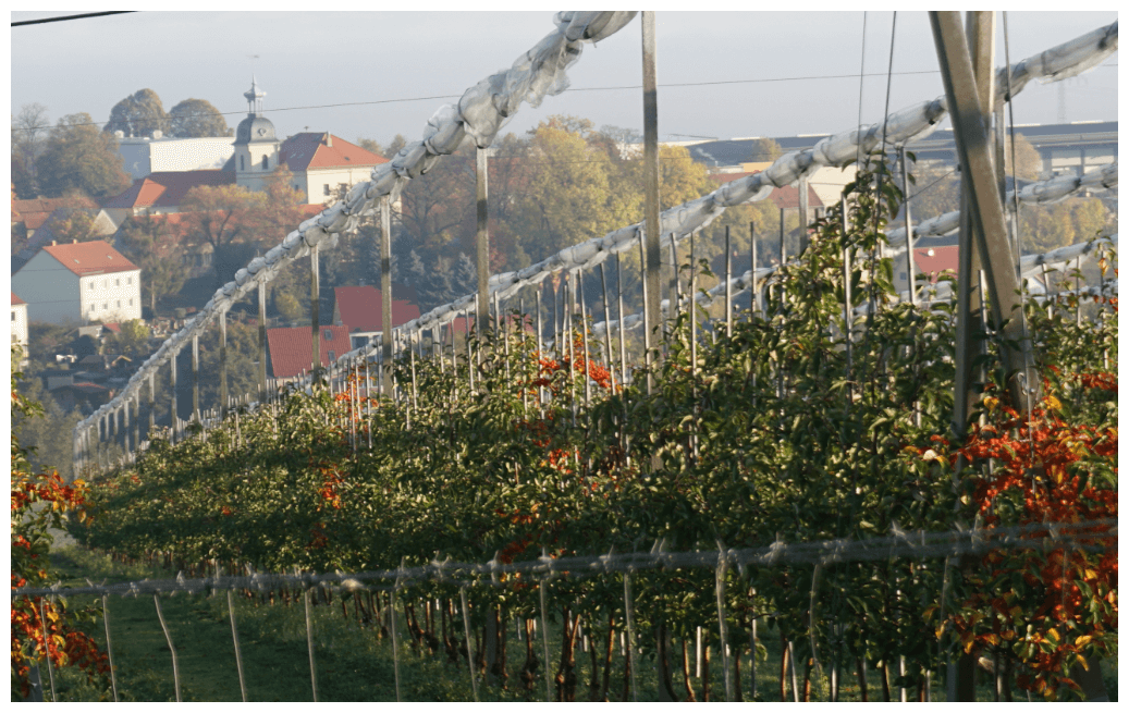 Fräulein in Saxony: